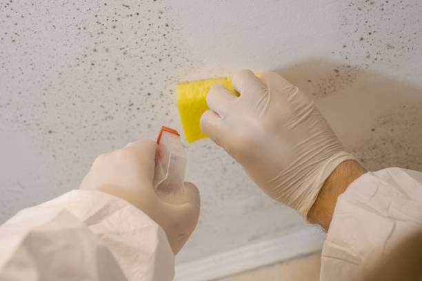  Duncan Falls, OH Mold Removal Pros