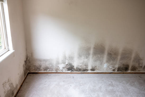 Best Environmental Consulting for Mold Prevention  in Duncan Falls, OH